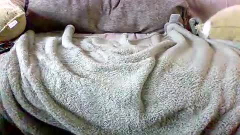 Bills Mafia online show from March 2026 05:52:02 PM