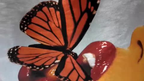 Little Violet online show from November 2025 04:15:02 AM