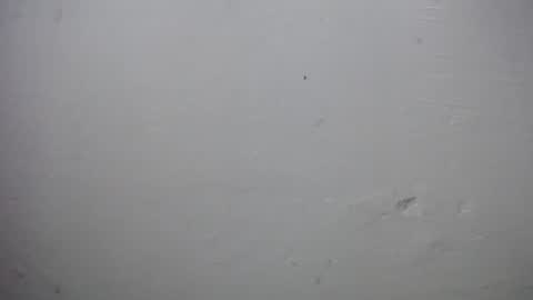 lisa_branch online show from November 2025 10:07:01 AM