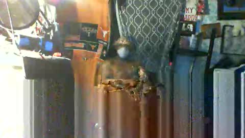 Snapshot of longloadedtx chatting on October 2025 09:42:02 AM Mr. FogoDeChao online show from October 2025 09:42:02 AM