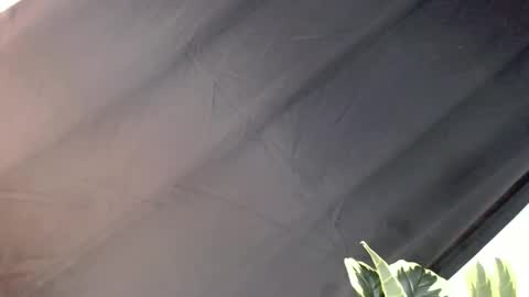 majesticcock_kyla online show from October 2025 12:16:01 PM