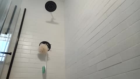 Zorro online show from January 2025 03:43:01 PM