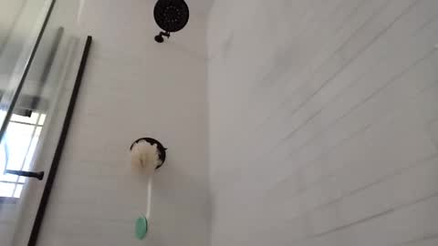 Zorro online show from February 2025 05:37:02 PM