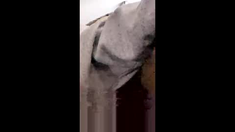 MissNiagara online show from January 2026 08:23:01 PM