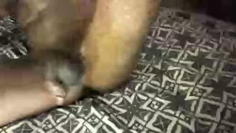 MrBigDiQ1 online show from February 2025 06:18:02 AM