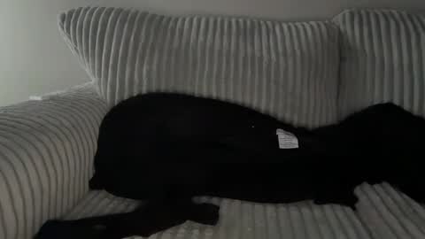 Snapshot of mrryanvoss chatting on December 2024 10:01:01 PM Mr Ryan Voss online show from December 2024 10:01:01 PM