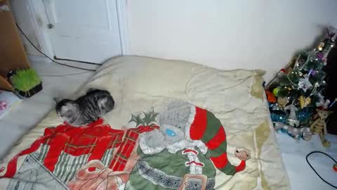 Snapshot of muse_online chatting on December 2024 08:15:01 PM Muse Ali  online show from December 2024 08:15:01 PM