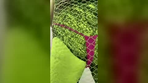 Snapshot of nastypantyslutuwant chatting on August 2026 05:12:01 AM nastypantyslutuwant online show from August 2026 05:12:01 AM