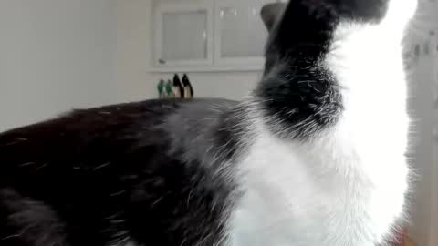 naughtysabine1 online show from February 2025 09:53:02 AM