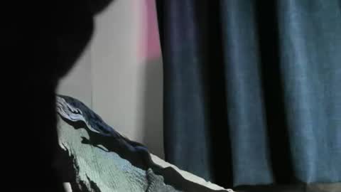 Black Tarzan online show from December 2024 05:56:01 AM