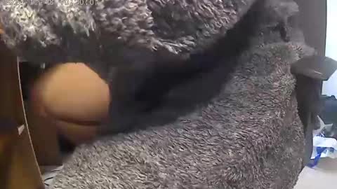 nineinchhard online show from December 2024 10:19:01 AM