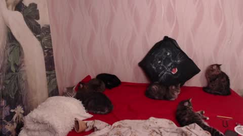 Olivia online show from February 2025 08:46:01 PM