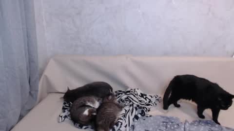 Olivia online show from September 2025 11:38:02 PM