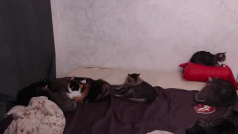 Olivia online show from February 2026 03:18:01 PM