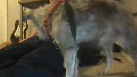 Snapshot of ossignol_xxx chatting on January 2025 04:44:02 AM rossignol online show from January 2025 04:44:02 AM