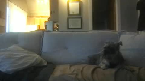 Snapshot of ossignol_xxx chatting on February 2025 01:16:02 AM rossignol online show from February 2025 01:16:02 AM