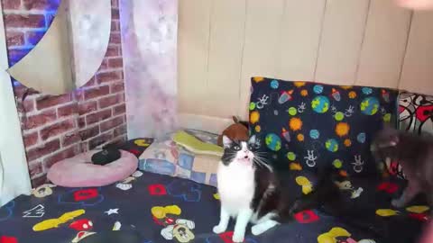 pamelaa Viscontty online show from April 2026 02:36:02 AM