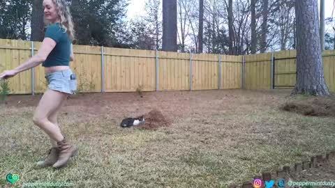 Snapshot of peppermintdusty chatting on March 2026 07:42:01 PM Peppermint and Dusty online show from March 2026 07:42:01 PM