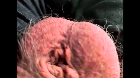 petrol63102 online show from February 2026 01:10:01 PM