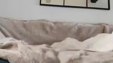 petit cochon online show from January 2025 11:46:01 AM