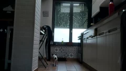 petit cochon online show from February 2025 10:48:02 AM