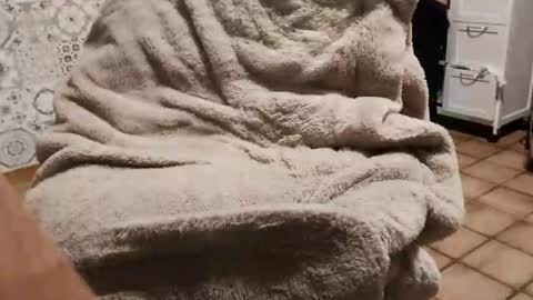 petit cochon online show from February 2025 05:31:02 AM