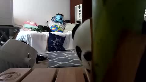 salis1981 online show from February 2025 01:54:01 AM