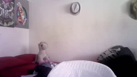 Snapshot of sammy_mcklain chatting on March 2026 03:36:02 PM sammy_mcklain online show from March 2026 03:36:02 PM