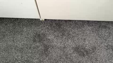 scottyc48 online show from November 2025 02:49:02 PM