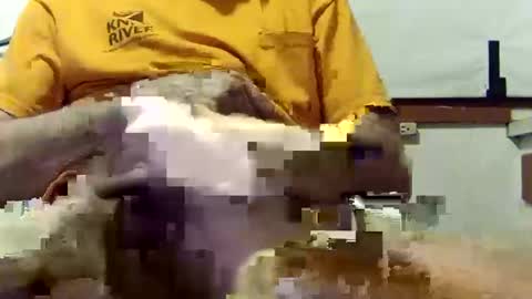 scoutiii online show from March 2025 10:37:01 AM