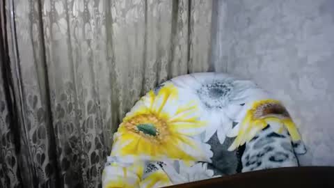 secretcandy222 online show from March 2025 02:44:02 PM