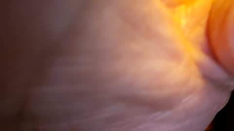 senor49509 online show from November 2025 02:02:01 AM