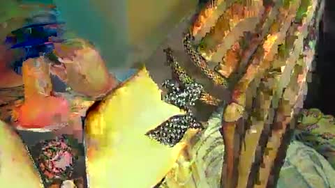 Sir Loin online show from February 2025 05:07:02 PM