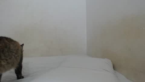 Snapshot of sirajones chatting on February 2025 12:47:02 AM sirajones online show from February 2025 12:47:02 AM