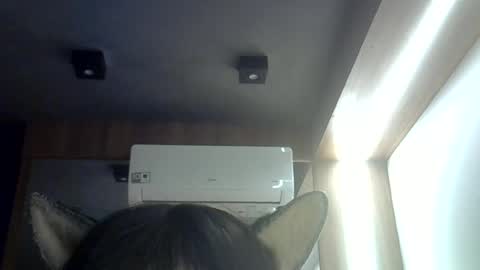 Snapshot of skinnykittencam chatting on June 2026 08:50:01 AM skinnykittencam online show from June 2026 08:50:01 AM