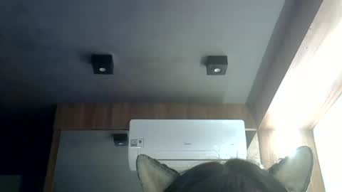 Snapshot of skinnykittencam chatting on June 2026 12:04:01 AM skinnykittencam online show from June 2026 12:04:01 AM