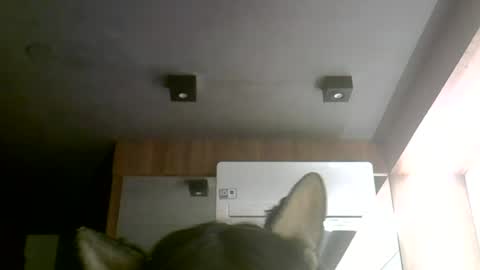 Snapshot of skinnykittencam chatting on June 2026 12:11:01 AM skinnykittencam online show from June 2026 12:11:01 AM