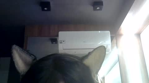 Snapshot of skinnykittencam chatting on July 2026 08:43:01 AM skinnykittencam online show from July 2026 08:43:01 AM