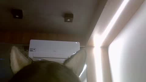 Snapshot of skinnykittencam chatting on July 2026 05:52:01 PM skinnykittencam online show from July 2026 05:52:01 PM