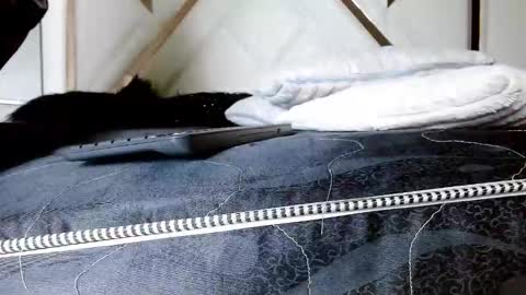 Snapshot of sophiaalee chatting on February 2026 01:12:01 AM SophiaLee online show from February 2026 01:12:01 AM