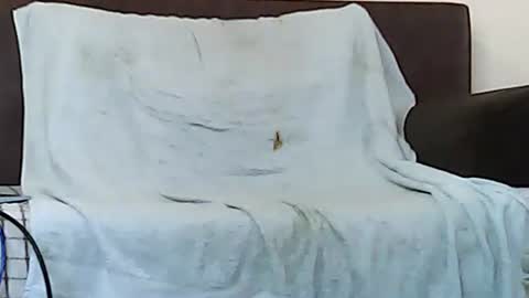 star0806666a online show from November 2025 10:05:01 AM