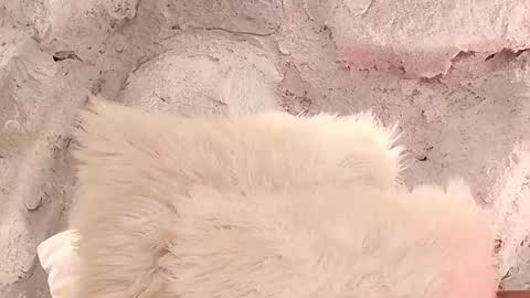 S T E L L A online show from February 2026 11:42:02 AM