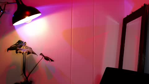 Snapshot of stevennavarro chatting on April 2026 12:41:01 AM Daniel Steven Navarro online show from April 2026 12:41:01 AM