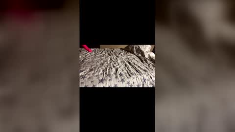 Stony online show from December 2025 11:28:01 AM