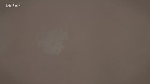 TAANNI online show from March 2026 12:32:02 PM