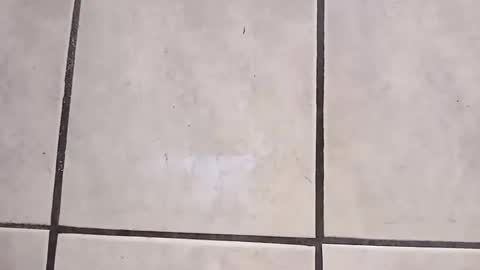 tall6feet7inch online show from October 2025 09:27:01 AM