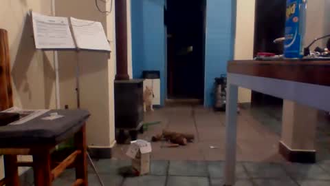 tanobi70 online show from April 2026 01:31:02 AM