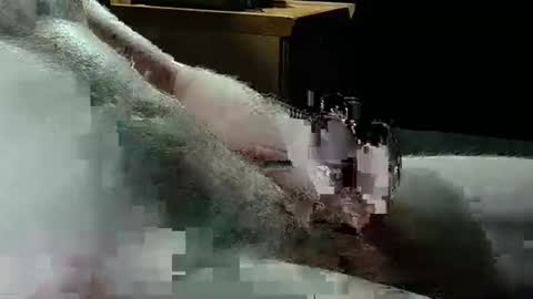 Texas Rose 33 online show from April 2026 09:45:01 PM