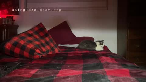 Snapshot of thecarrguyy chatting on December 2024 12:38:01 PM Thatcarrguyy online show from December 2024 12:38:01 PM