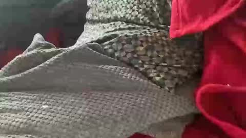 Tom online show from January 2025 01:35:01 PM